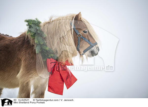 Mini Shetlandpony Portrait / Mini Shetland Pony Portrait / VJ-02521