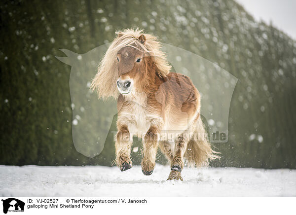 galoppierendes Mini Shetlandpony / galloping Mini Shetland Pony / VJ-02527