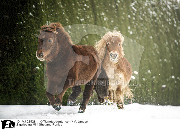 2 galoppierende Mini Shetlandponies / 2 galloping Mini Shetland Ponies / VJ-02528