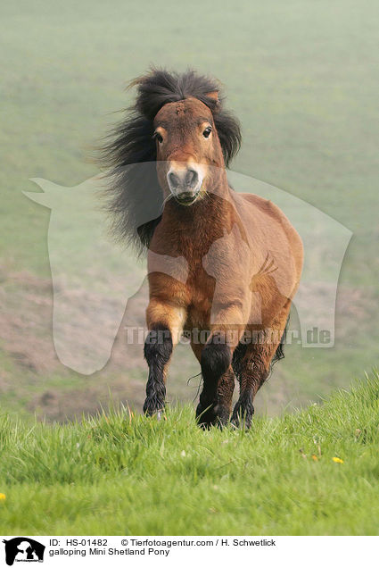 galoppierendes Mini Shetlandpony / galloping Mini Shetland Pony / HS-01482