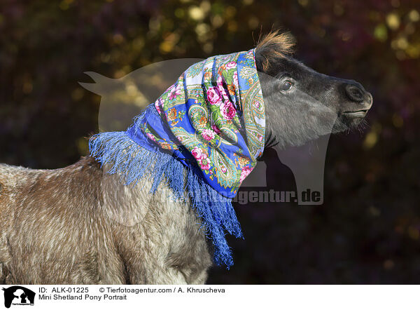 Mini Shetlandpony Portrait / Mini Shetland Pony Portrait / ALK-01225