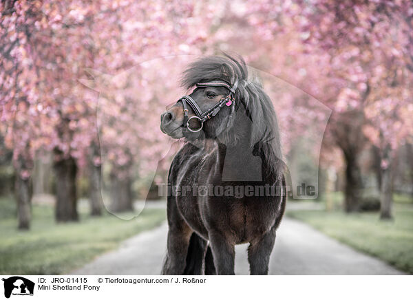 Mini Shetlandpony / Mini Shetland Pony / JRO-01415