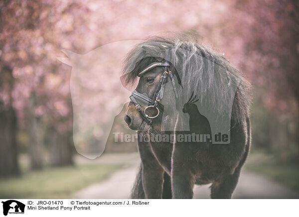 Mini Shetland Pony Portrait / JRO-01470
