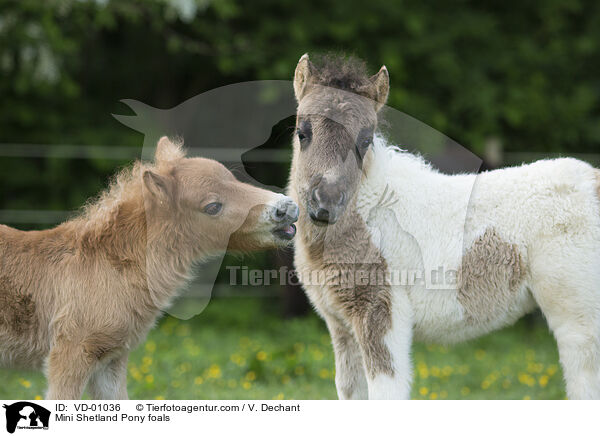 Mini Shetlandpony Fohlen / Mini Shetland Pony foals / VD-01036