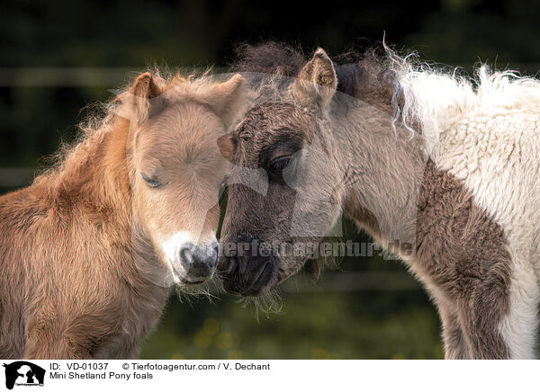 Mini Shetlandpony Fohlen / Mini Shetland Pony foals / VD-01037