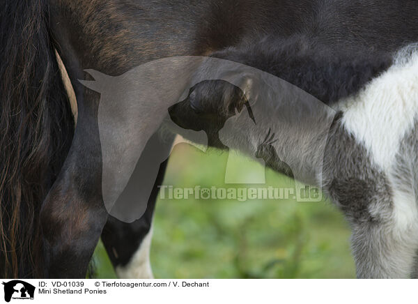 Mini Shetlandponies / Mini Shetland Ponies / VD-01039