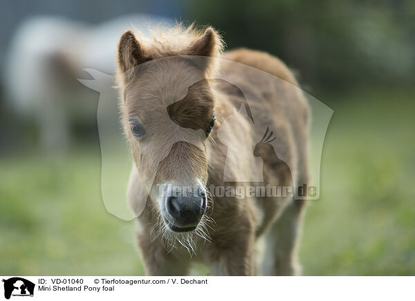 Mini Shetland Pony foal / VD-01040