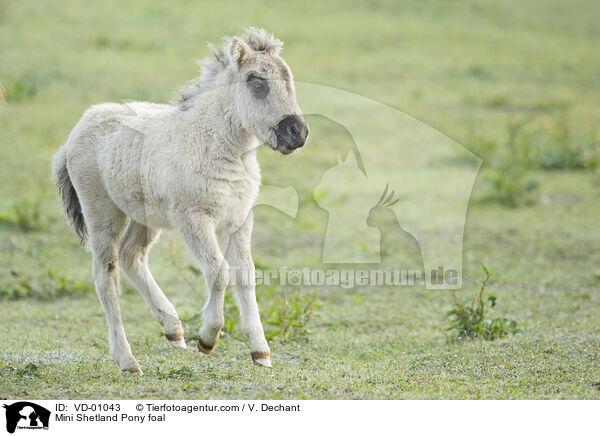 Mini Shetland Pony foal / VD-01043