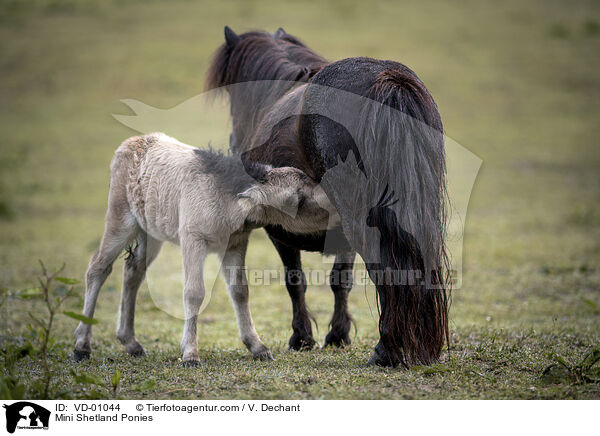 Mini Shetlandponies / Mini Shetland Ponies / VD-01044