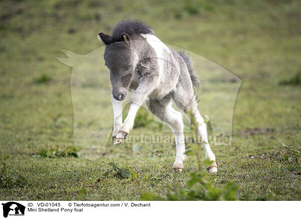 Mini Shetland Pony foal / VD-01045