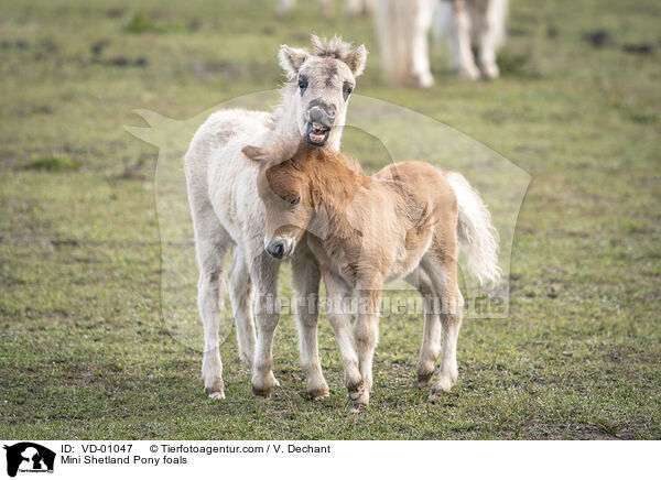 Mini Shetland Pony foals / VD-01047