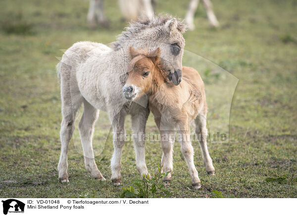 Mini Shetland Pony foals / VD-01048