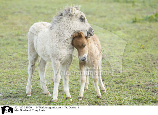 Mini Shetland Pony foals / VD-01050