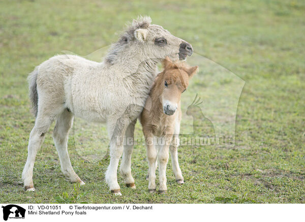 Mini Shetland Pony foals / VD-01051