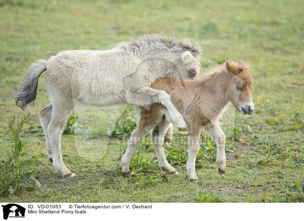 Mini Shetland Pony foals / VD-01053