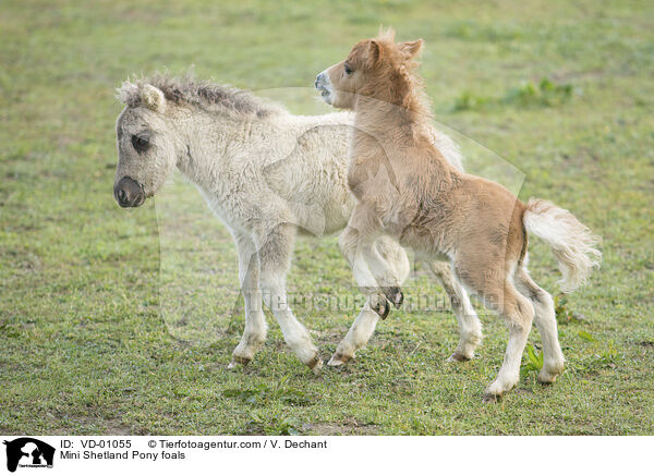 Mini Shetland Pony foals / VD-01055