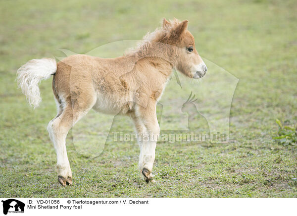 Mini Shetland Pony foal / VD-01056