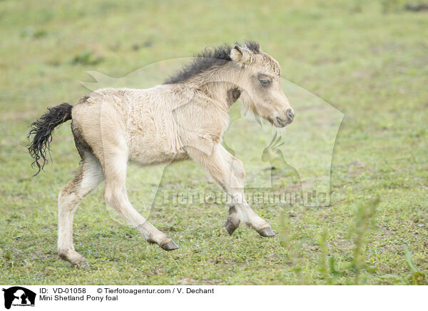 Mini Shetland Pony foal / VD-01058