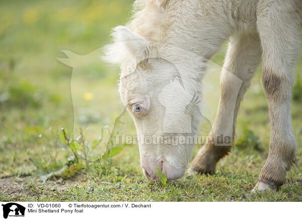 Mini Shetlandpony Fohlen / Mini Shetland Pony foal / VD-01060