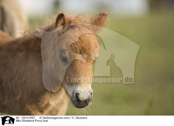 Mini Shetlandpony Fohlen / Mini Shetland Pony foal / VD-01067