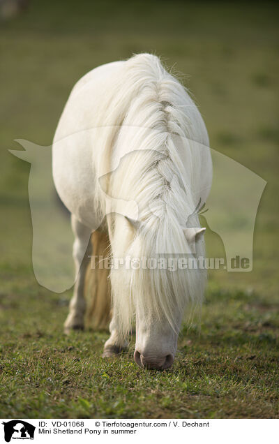 Mini Shetlandpony im Sommer / Mini Shetland Pony in summer / VD-01068