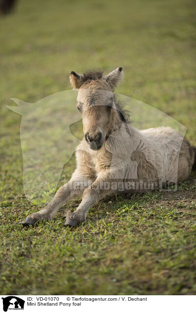 Mini Shetland Pony foal / VD-01070