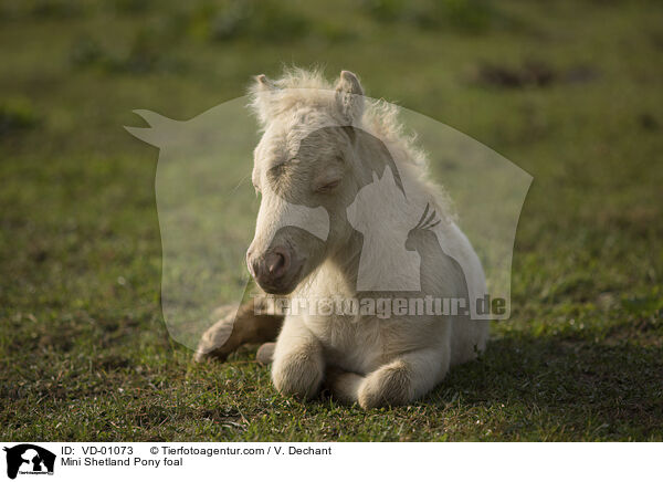 Mini Shetlandpony Fohlen / Mini Shetland Pony foal / VD-01073