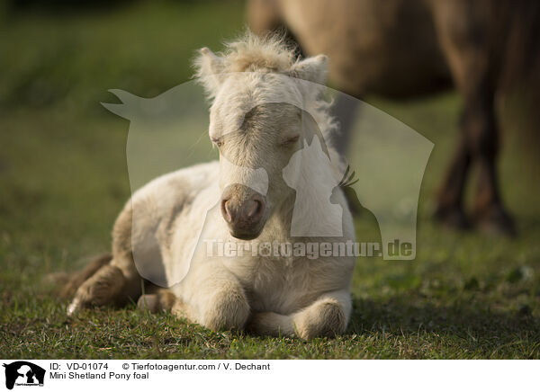 Mini Shetlandpony Fohlen / Mini Shetland Pony foal / VD-01074