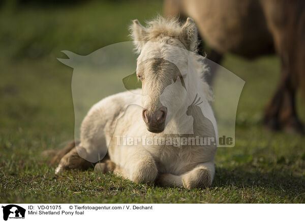 Mini Shetlandpony Fohlen / Mini Shetland Pony foal / VD-01075
