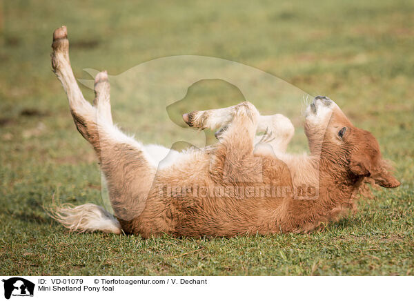 Mini Shetland Pony foal / VD-01079