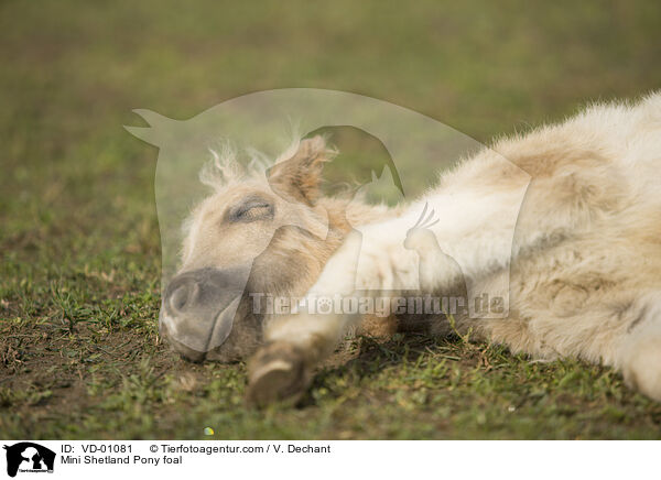 Mini Shetlandpony Fohlen / Mini Shetland Pony foal / VD-01081