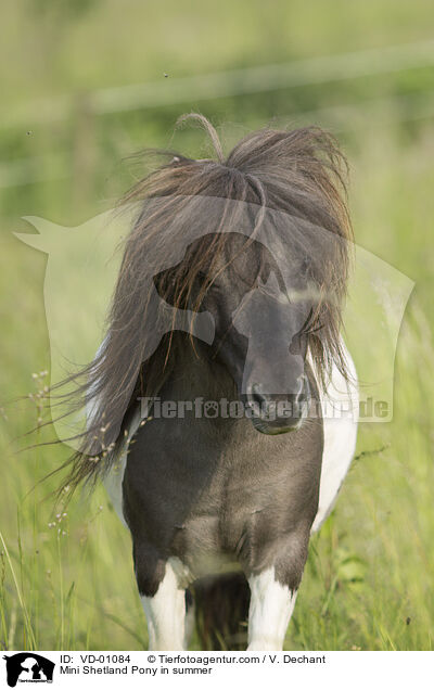 Mini Shetland Pony in summer / VD-01084