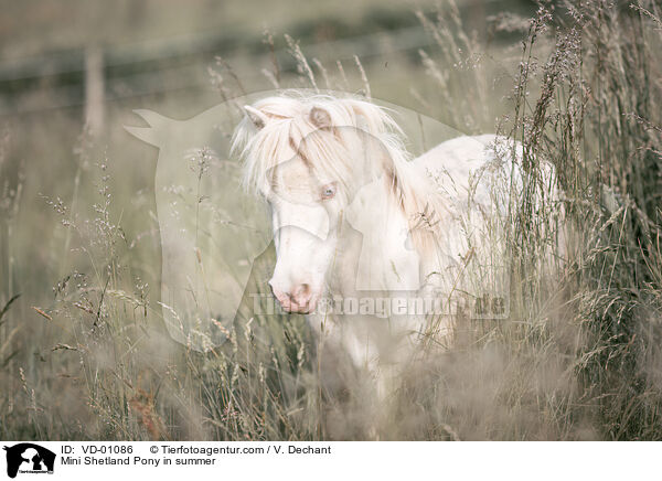 Mini Shetland Pony in summer / VD-01086
