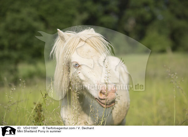 Mini Shetlandpony im Sommer / Mini Shetland Pony in summer / VD-01087