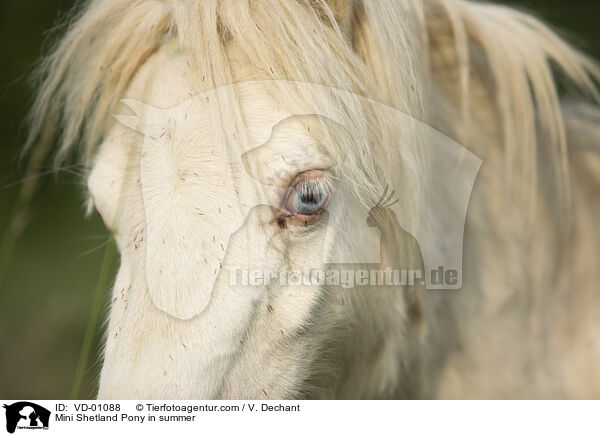 Mini Shetland Pony in summer / VD-01088