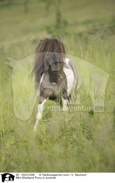 Mini Shetland Pony in summer / VD-01095