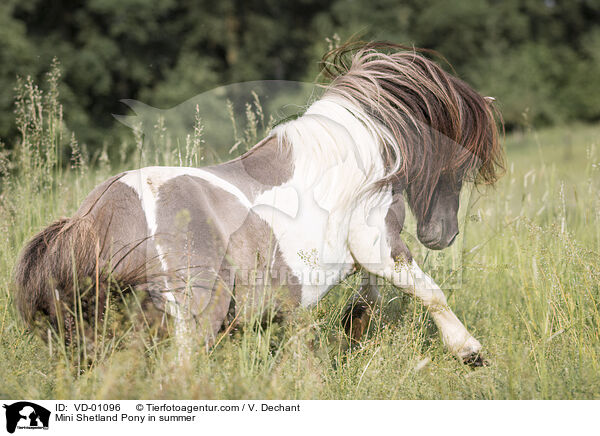 Mini Shetlandpony im Sommer / Mini Shetland Pony in summer / VD-01096