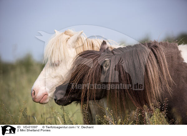 2 Mini Shetland Ponies / VD-01097