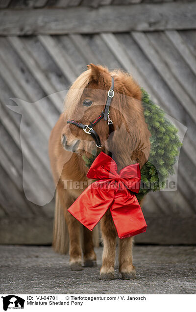 Mini Shetland Pony / Miniature Shetland Pony / VJ-04701