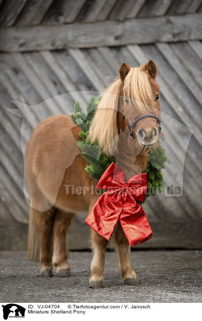 Miniature Shetland Pony / VJ-04704