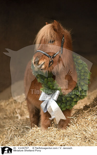 Miniature Shetland Pony / VJ-04707