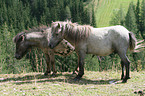 Mini Shetland Ponies