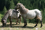 Mini Shetland Ponies