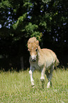 Miniature Shetlandpony foal