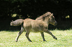 Miniature Shetlandpony foal