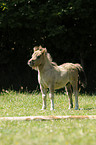 Miniature Shetlandpony foal