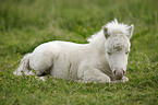 Miniature Shetland Pony foal