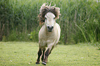 Miniature Shetland Pony stallion