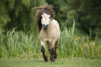 Miniature Shetland Pony stallion