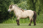 Miniature Shetland Pony stallion